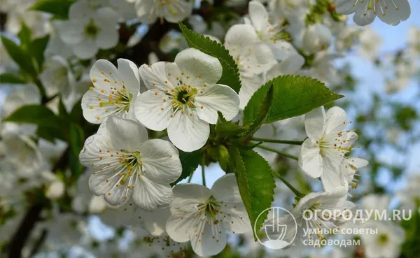 Обильному цветению в конце апреля – начале мая могут нанести урон возвратные заморозки и затяжные дожди