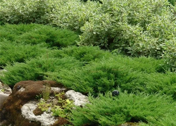 Дерен с горизонтальным можжевельником в качестве элементов ландшафтного дизайна каменистого сада