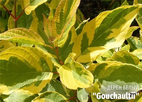 Дерен белый Gouchaultii (Гоучаулти) листья фото