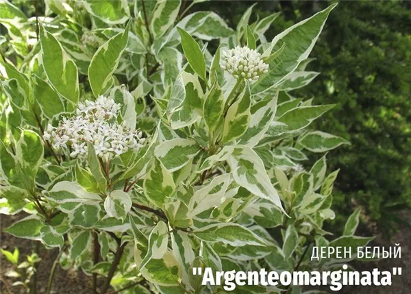 Дерен белый Argenteomarginata (Аргентеомаргината) фото