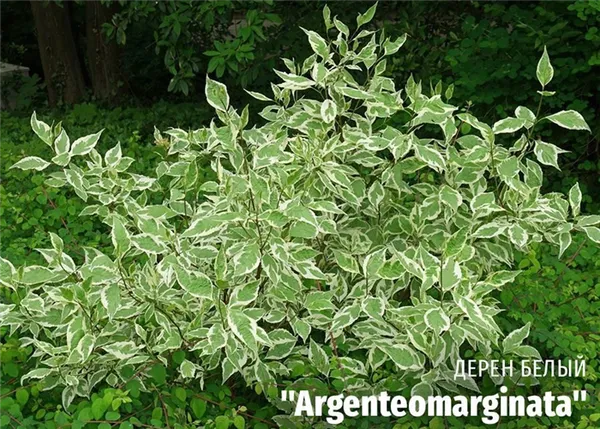 Дерен белый Argenteomarginata (Аргентеомаргината) габитус фото