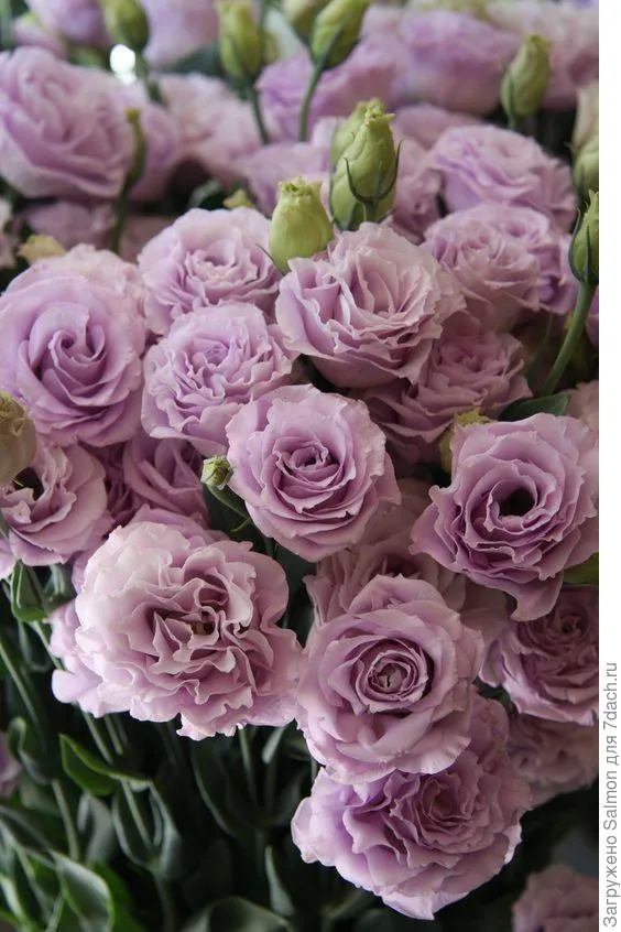 Сорт эустомы с лавандовыми цветками (Rosina lavender). Фото с сайта s-media-cache-ak0.pinimg.com