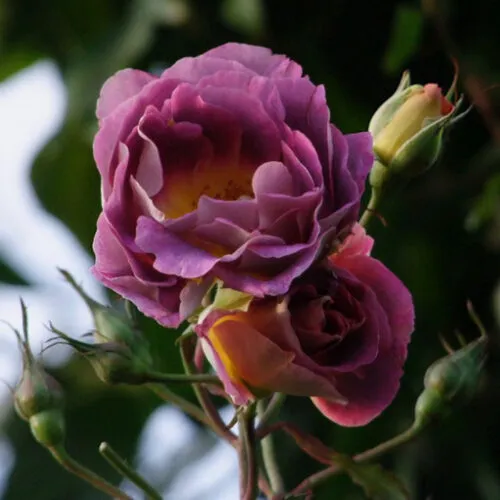 роза Prieure de St Cosme