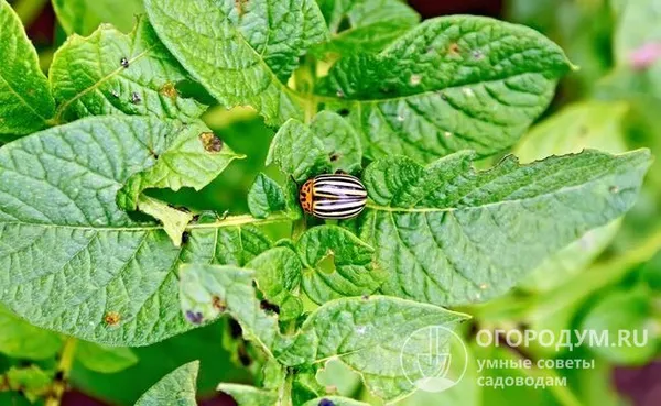 Многие огородники отмечают способности «Невского» к быстрой регенерации листвы после ее повреждения личинками колорадского жука