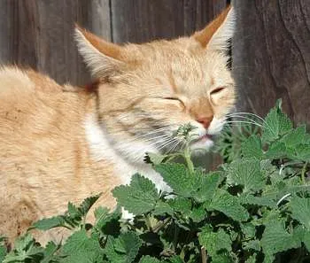 кошачья мята это трава - привлекает кошек и котов