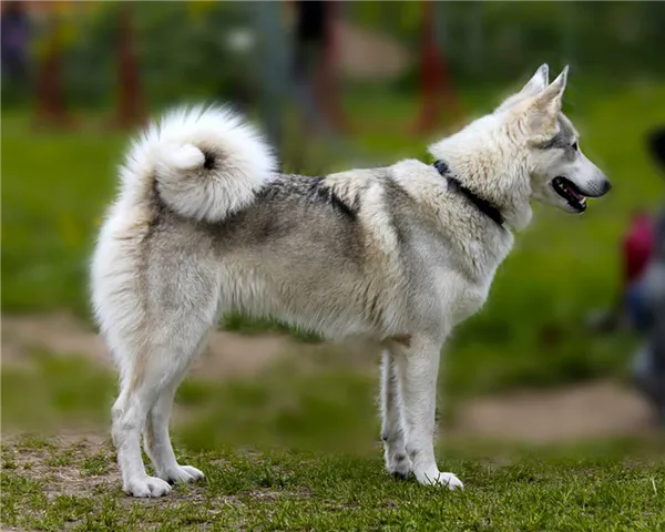 Лайки — фото, виды пород собак, описание разновидностей