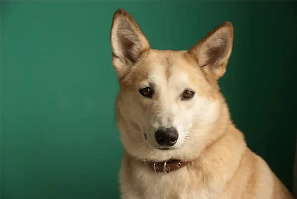 Общая информация о собаках породы лайка