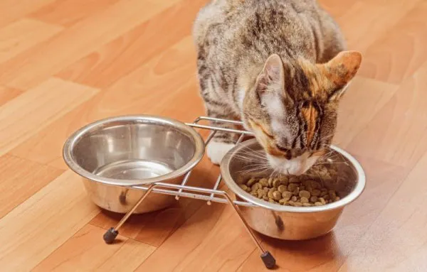 Сухой корм для кошек и свежая вода