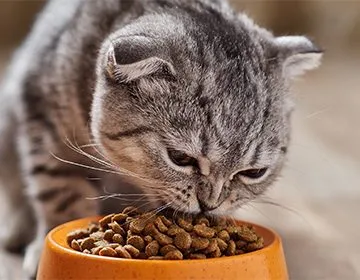 Сухой корм для кошки при гастрите