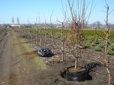 Как правильно посадить яблоню и грушу весной: правила, расстояния, способы