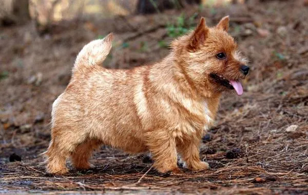 Норвич-терьер-собака-Описание-особенности-виды-уход-и-цена-породы-2
