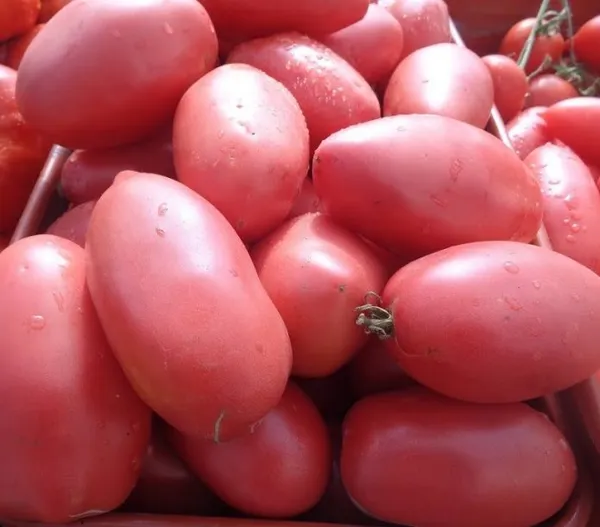 Плоды томата