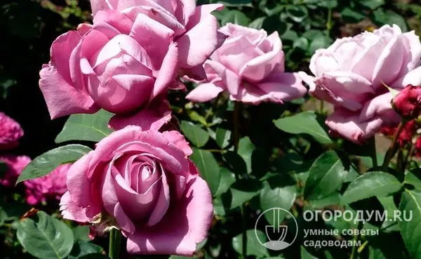 Полураспустившиеся и полностью раскрытые розы Charles De Gaulle ­– фото хорошо передает изменения окраски лепестков: от розовато-лилового до аметистового оттенка