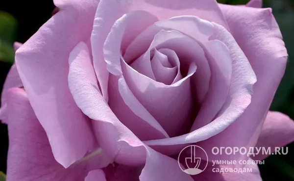В попытках создать «голубые» розы селекционерам пока удалось добиться необычной сиреневой, лавандовой или розовато-лиловой окраски лепестков