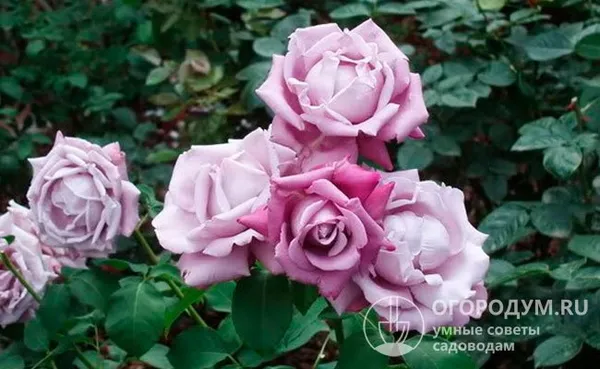 Роза Шарль де Голль. Шарль де голль роза. 3
