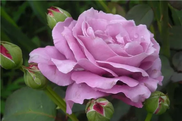 Роза Шарль де Голль отличаются весьма впечатляющей морозоустойчивостью