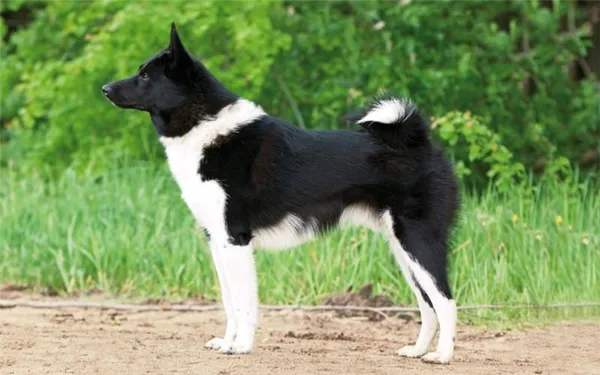 Русско-европейская лайка – собака в полный рост