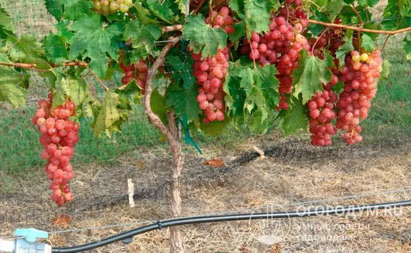 Для предотвращения растрескивания ягод рекомендуется использовать капельные системы орошения и мульчировать почву под кустами