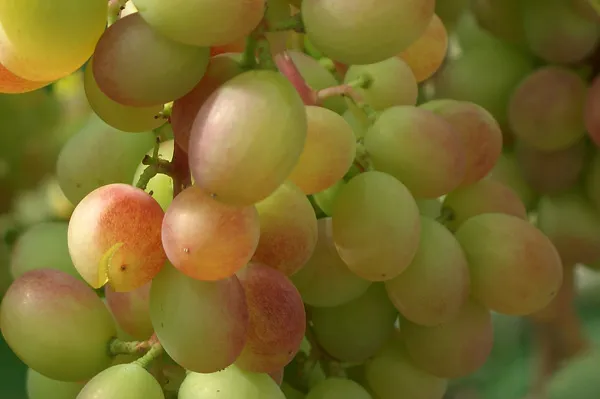 Виноград сорта 
