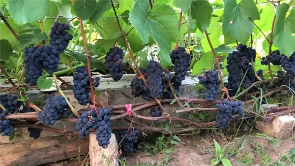 высокоурожайный сорт винограда Зилга