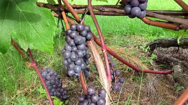 условия выращивания винограда сорта Зилга