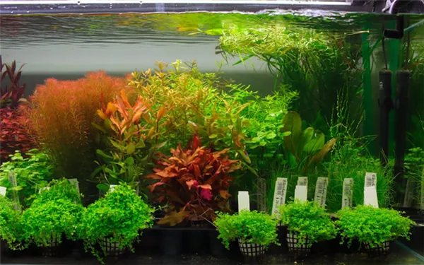 Уход за аквариумными растениями