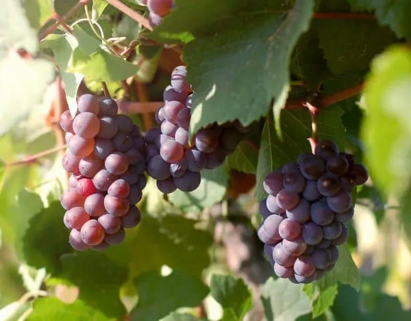 Виноград Мускат розовый и ранний – описание сорта. Виноград мускат розовый. 2