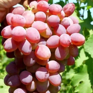 Виноград Мускат розовый и ранний – описание сорта. Виноград мускат розовый. 3