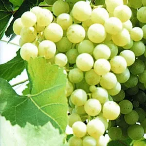 сорт винограда Московский белый