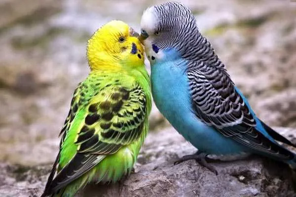 самец и самка целуются