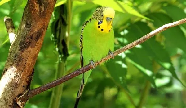 Фото: Волнистый попугай в природе