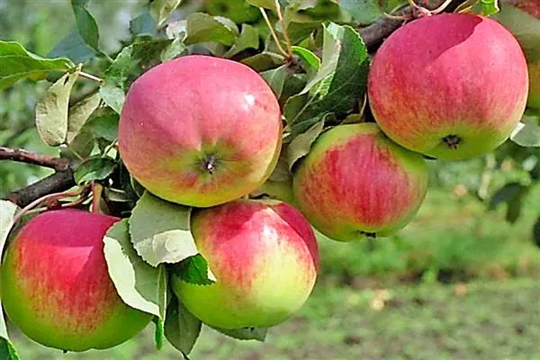 Достоинства и недостатки, характеристики яблони Свежесть. Яблоня свежесть описание. 3