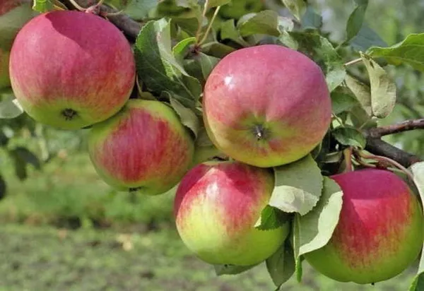 Достоинства и недостатки, характеристики яблони Свежесть. Яблоня свежесть описание. 10