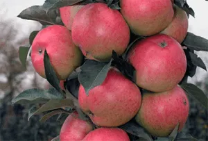 Яблоня Валюта: особенности сорта и ухода