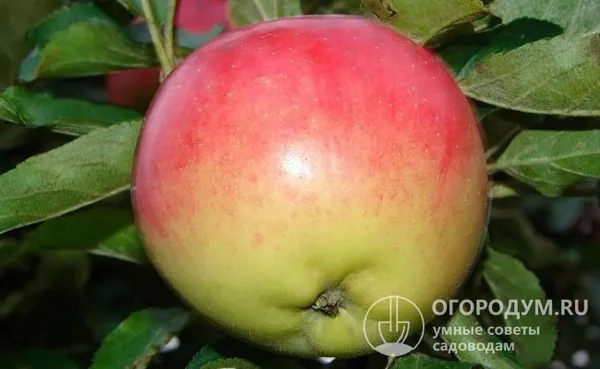 Спелые яблоки отлично удерживаются на дереве и не осыпаются, сохраняя привлекательный вид, что уменьшает потери урожая