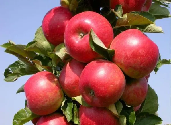 Колоновидная яблоня Валюта: характеристика, посадка и уход. Яблоня валюта колоновидная. 2