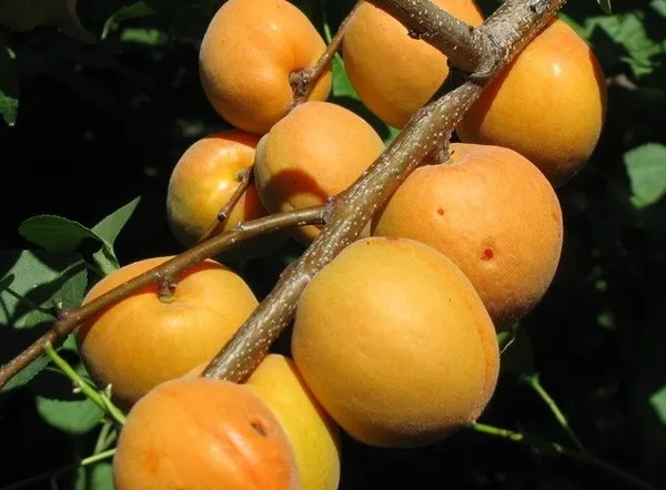 Канадский поздний сорт абрикоса Манитоба: описание, фото. Абрикос манитоба описание сорта. 2