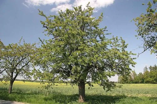 Дерево черешни