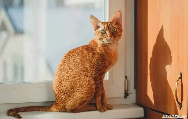 Немецкий-рекс-кошка-описание-особенности-характер-и-цена-породы-6