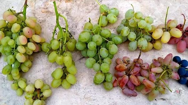 Пасынкование винограда: надо ли проводить? Когда и как. Удаление пасынков на винограде. 5