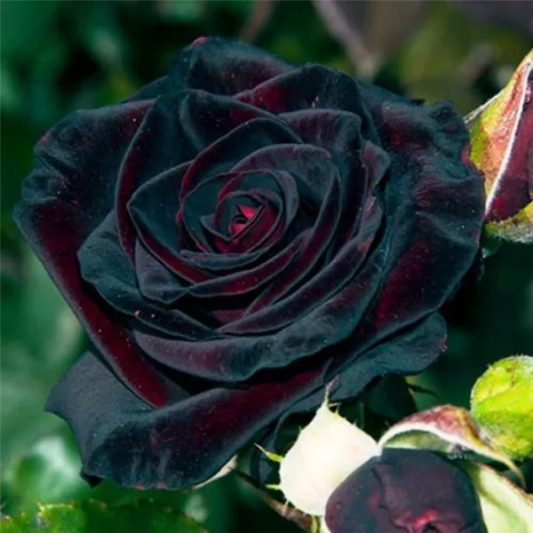 Цветок розы Блэк Баккара, выращенной в жарком климате