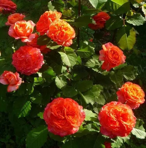 Роза-шраб Эмильен Гийо (Emilien Guillot): фото и описание, отзывы. Эмильен гийо роза. 8