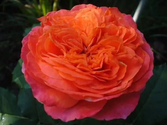 Роза-шраб Эмильен Гийо (Emilien Guillot): фото и описание, отзывы. Эмильен гийо роза. 2