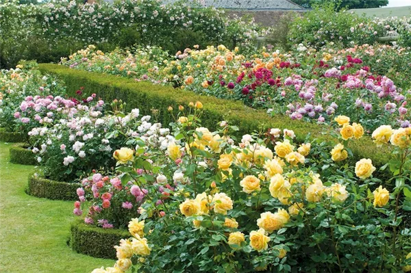 Розы Инглиш Гарден в саду