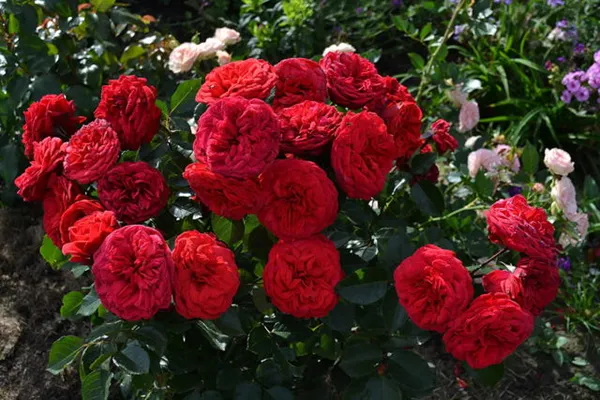 Английская пионовидная кустовая роза Red Piano (Ред Пиано). Роза пиано фото и описание отзывы. 2