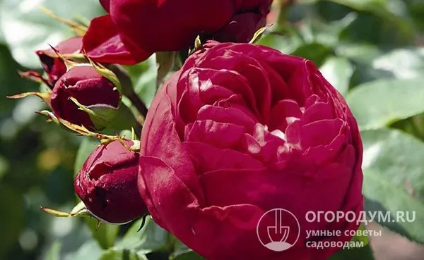 На фото – розы Royal Piano, входящие в серию ностальгических пионовидных сортов Tantau