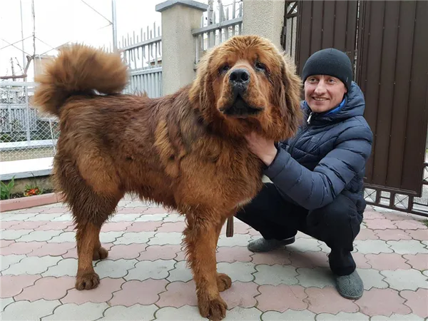 Самая большая собака в мире — ТОП-10. Тибетский мастиф сравнение. 3