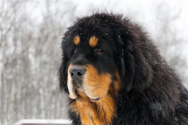 Самая большая собака в мире — ТОП-10. Тибетский мастиф сравнение. 2