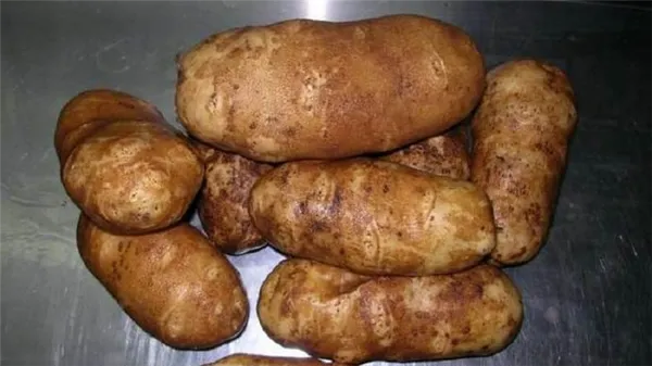 Высокоурожайный, неприхотливый столовый сорт картофеля 