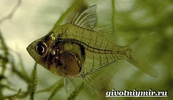 Стеклянный-окунь-рыба-Образ-жизни-и-среда-обитания-стеклянного-окуня-9